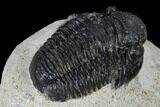 Bargain, Gerastos Trilobite Fossil - Morocco #119006-4